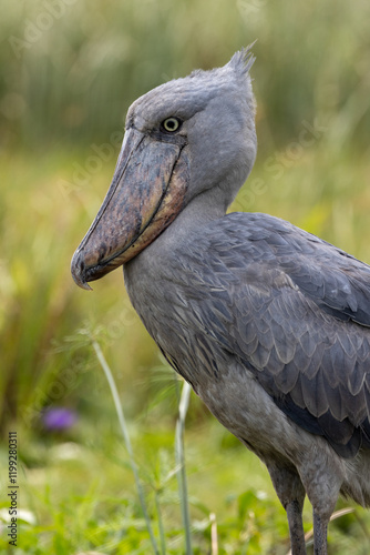 Schuhschnabelvogel, shoebill, Balaeniceps rex