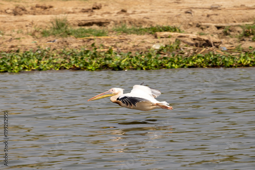 Rosapelikan (Pelecanus onocrotalus), Pelican, Uganda