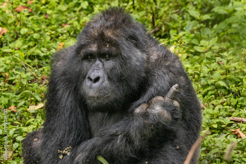 Berggorilla/Mountaingorilla (Gorilla beringei beringei), Uganda, Ruanda, Kongo
