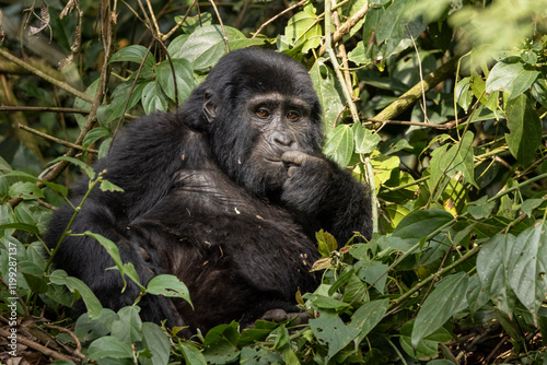 Berggorilla, Mountaingorilla, (Gorilla beringei beringei) 
