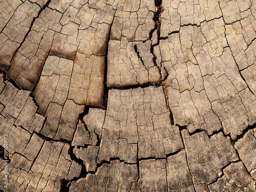 Obraz na płótnie Close up wood pattern and texture for nature Background. w salonie