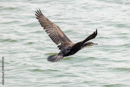 white-breasted cormorant (Phalacrocorax lucidus) cormoran, Uganda