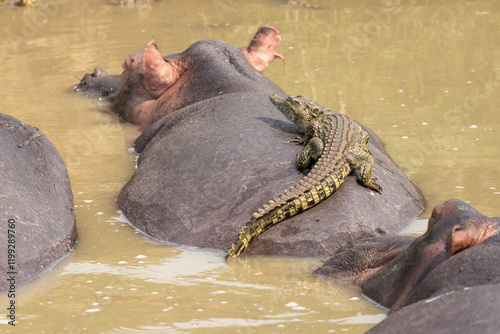 crocodile and Hippo Taxi (Uganda)