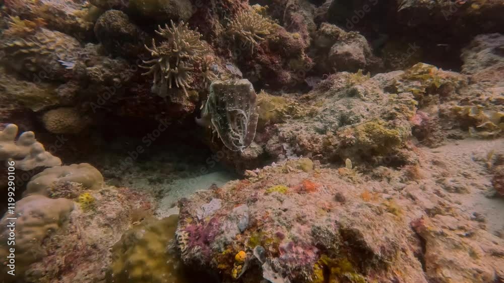 Cuttle fish, Mabul Island, Malaysia Cuttle fish, Mabul Island, Malaysia