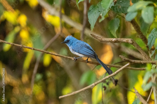 african Blue-flycatcher, Elminia longicauda