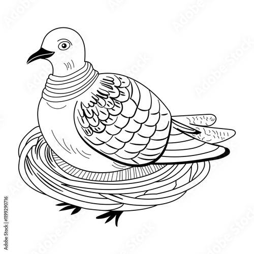 Eurasian collared bird, vintage style illustration