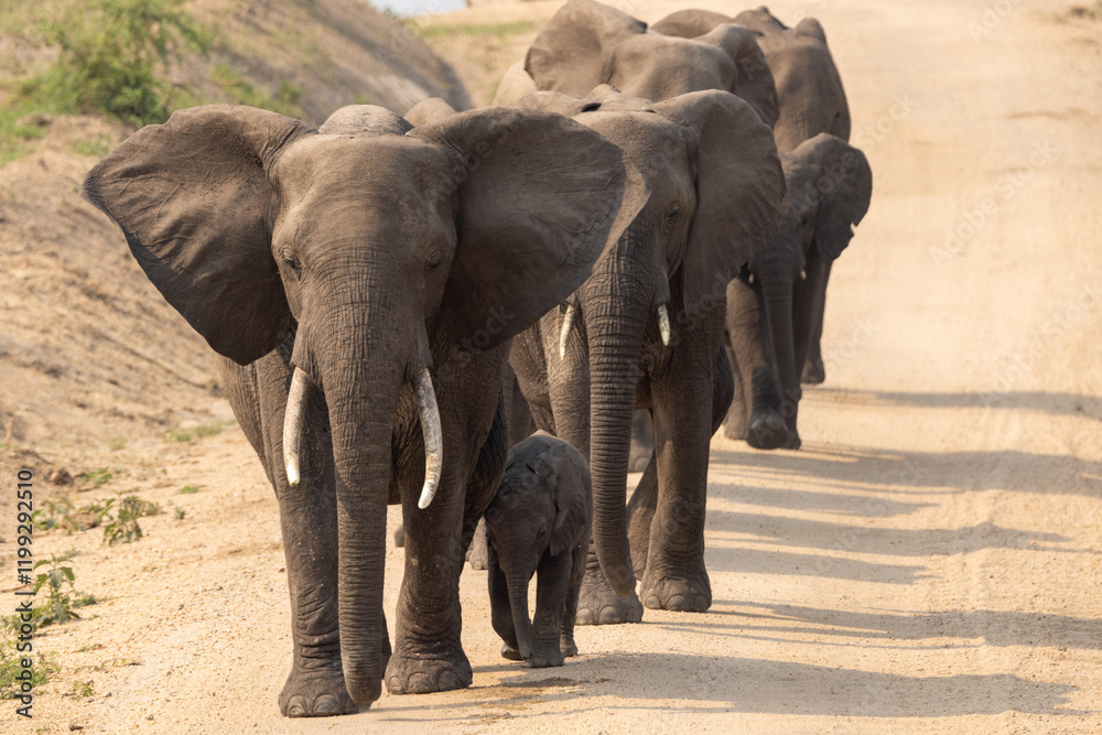 Fototapeta premium African bush elephant (Loxodonta africana),