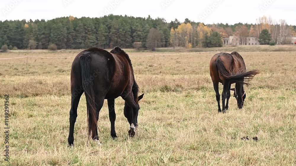 Horses roam freely across pasture grazing on green grass. peaceful scene captures beauty of equine life and joy of horse breeding. concept animal breeding, agribusiness. Horses roam freely across pasture grazing on green grass. peaceful scene captures beauty of equine life and joy of horse breeding. concept animal breeding, agribusiness.