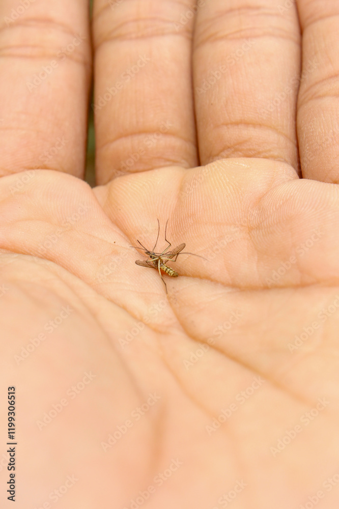Obraz premium dead mosquito lying on the palm