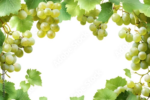 Green grape bunches and leaves frame on white background.