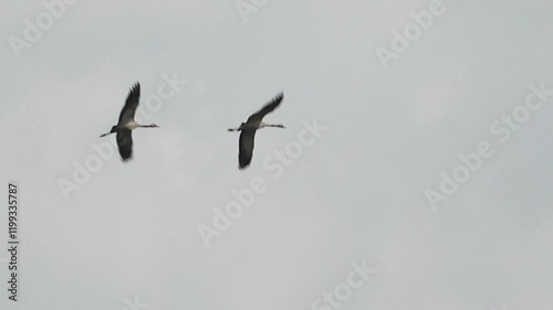 Two beautiful cranes are flying