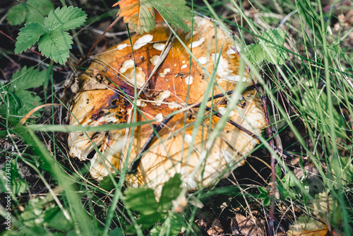 Poplar mushroom. Conditional mushroom. Mushrooms of the Tricholomataseae surnames. Macro mushroom of photographs. Hidden mushroom in the grass photo