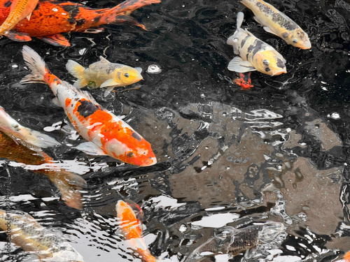 koi fish swimming in a pond