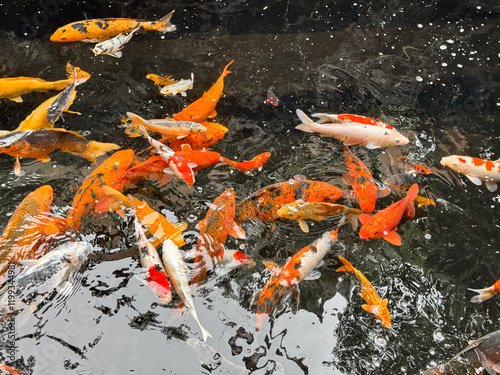 koi fish swimming in a pond