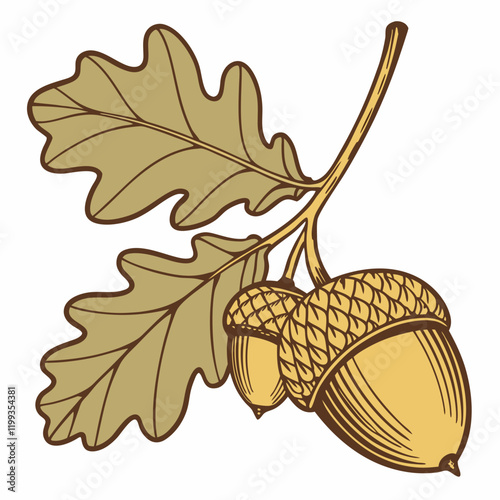 golden acorn