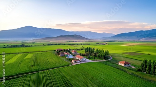 Serene Vineyard Landscape