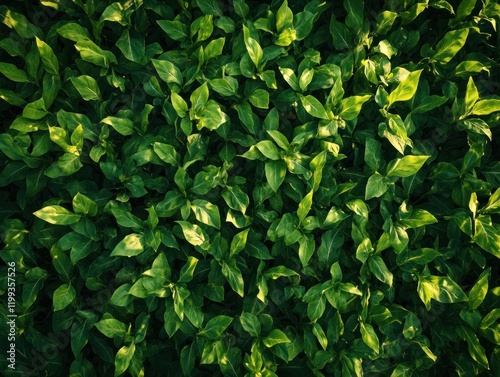 Wallpaper Mural Lush green leaves in a dense, textured pattern illuminated by sunlight overhead creating a rich foliage background Torontodigital.ca