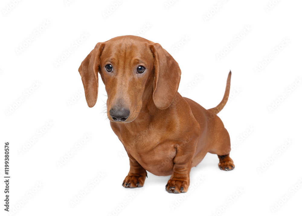Happy red dachshund puppy dog standing isolated on white studio background tail wagging portrait Happy red dachshund puppy dog standing isolated on white studio background tail wagging portrait