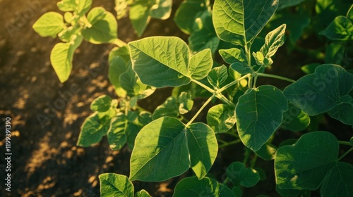 Wallpaper Mural Close-up view of lush green leaves bathed in golden light at golden hour Torontodigital.ca