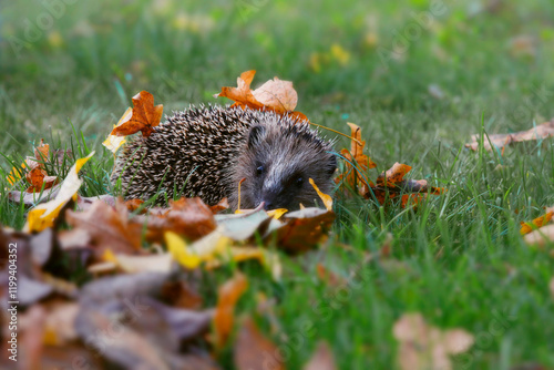 Nördlicher Weißbrustigel (Erinaceus roumanicus) liegt im bunten Herbstlaub   photo