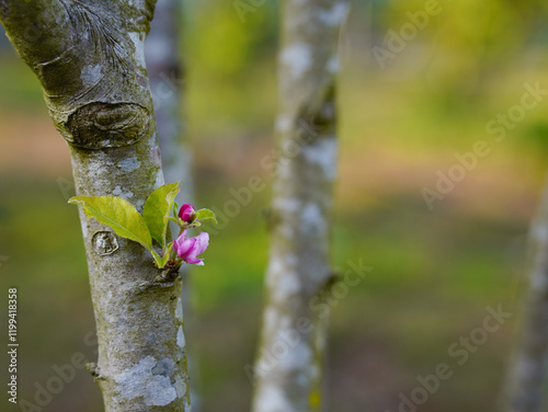  Apple tree branches and flowers in spring, close-up