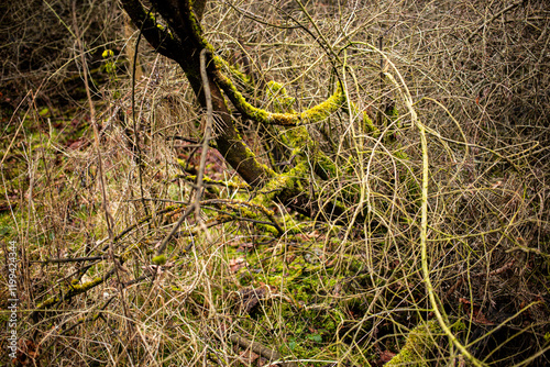 old tree with moss