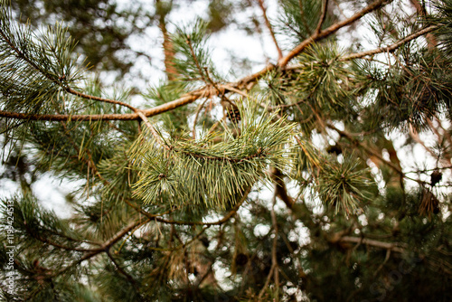 conifer