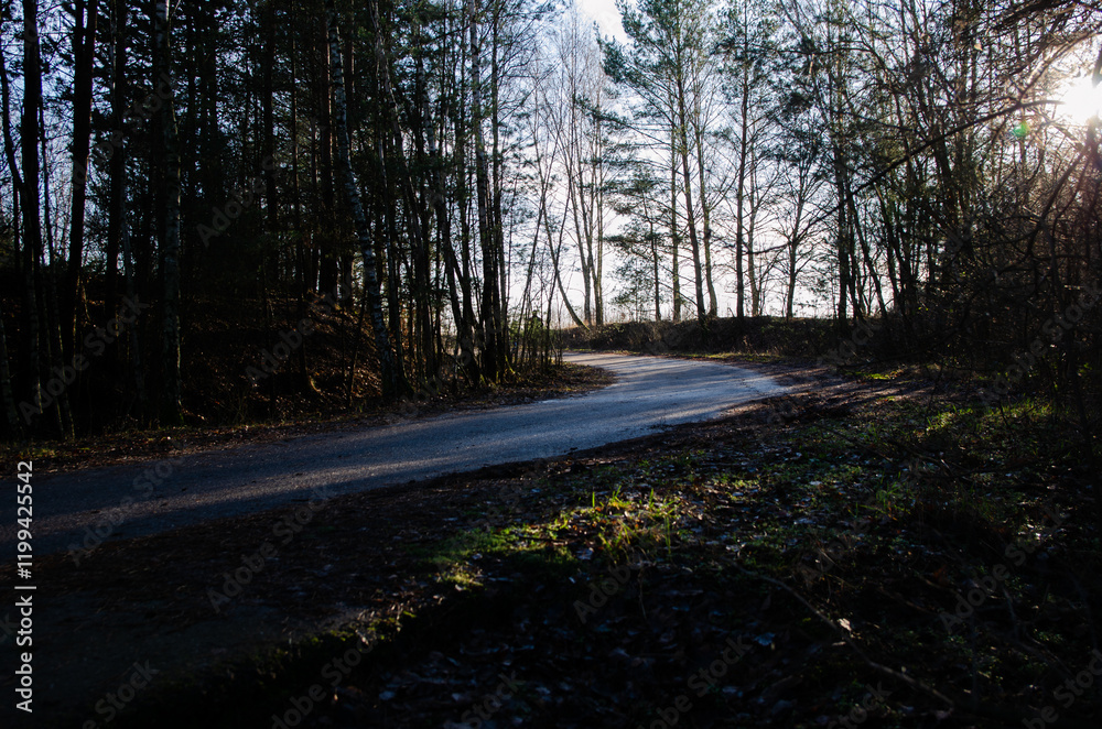 Fototapeta premium sunset in the forest