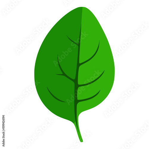 spinach leaf food nature healthy flat color vector illustration template design