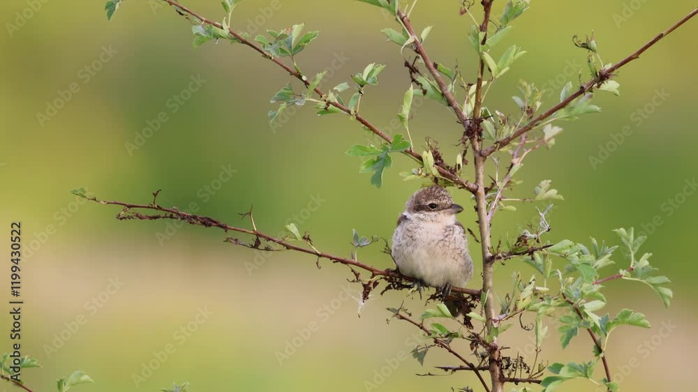 A young red-backed shrike sits on a thin branch with small bush leaves toward the camera lens on a sunny summer evening. A young red-backed shrike sits on a thin branch with small bush leaves toward the camera lens on a sunny summer evening.