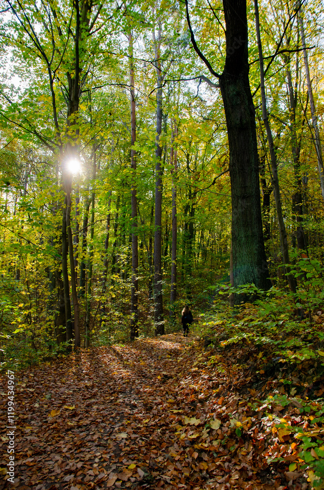 Obraz premium path in the forest