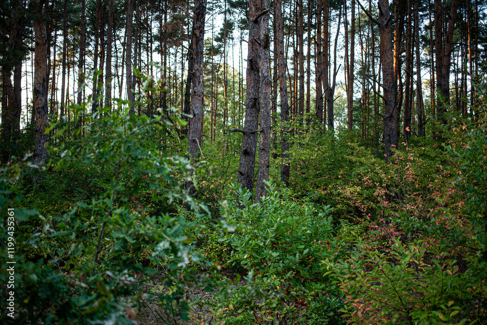 Fototapeta premium forest