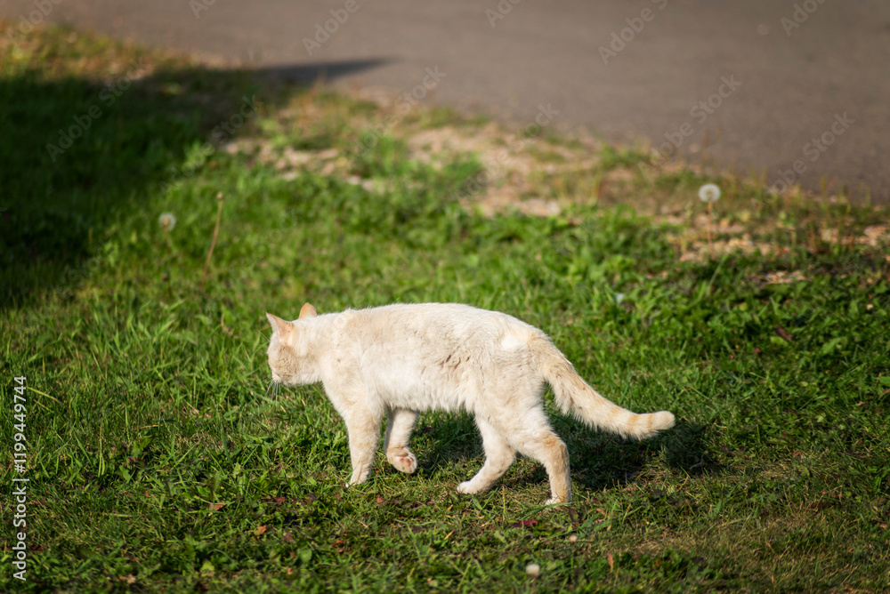 A white stray dirty old street cat. Selective focus A white stray dirty old street cat. Selective focus