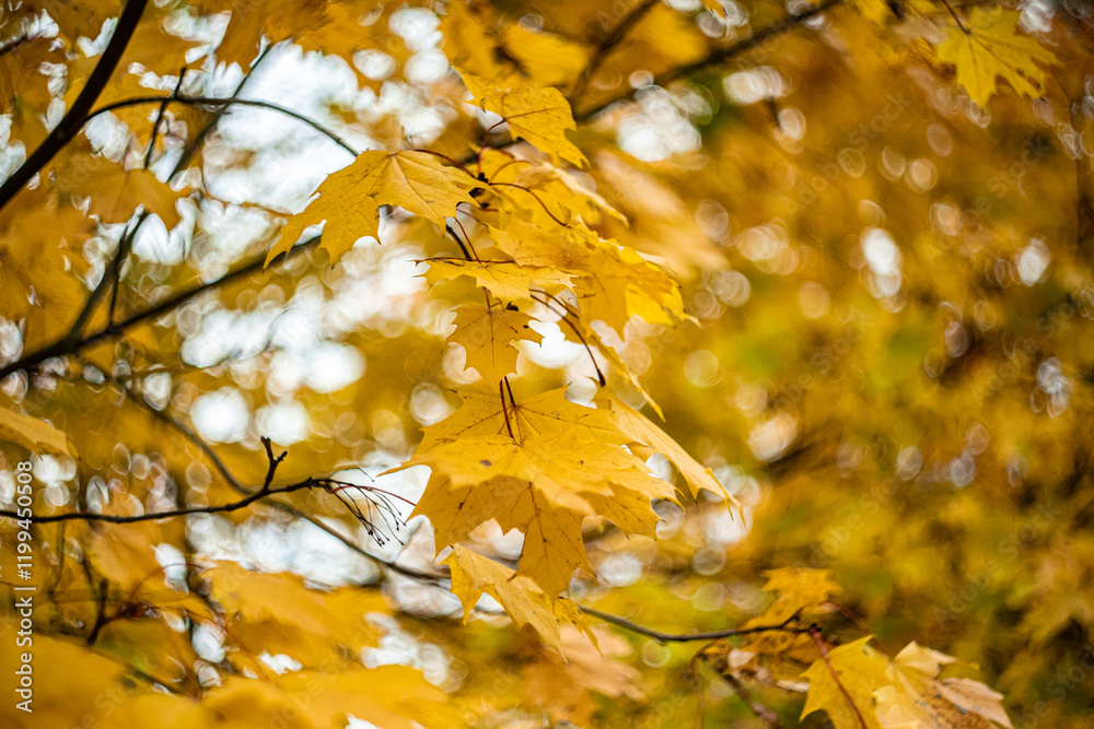 Obraz premium yellow maple leaves