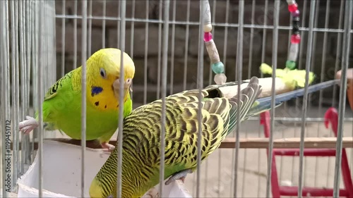 Lovebirds trapped in cages