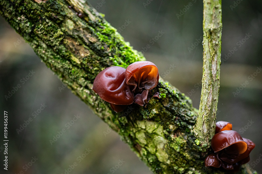 Obraz premium mushroom