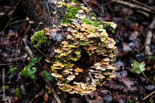 mushrooms on a tree photo