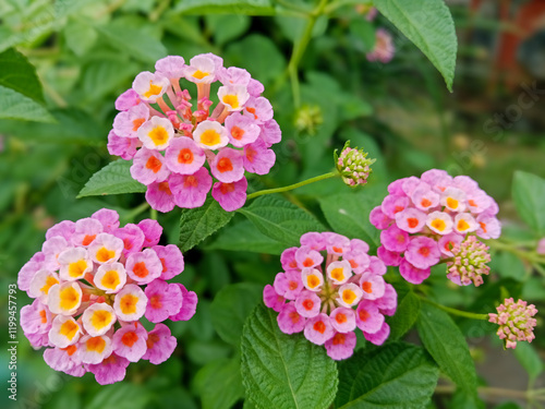 Quadro su tela Lantana Camara also called saliara or tembelekan is a type beautiful of flowering plant from the Verbenaceae family that thrives in gardens