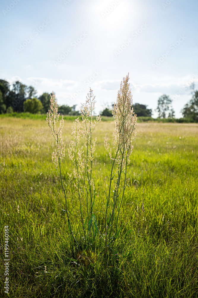 Fototapeta premium HIGH GRASS