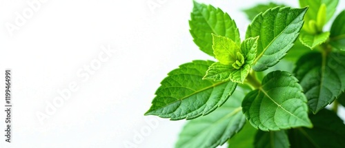 Fennel Leaves Isolated - Fresh, Vibrant AI Photo