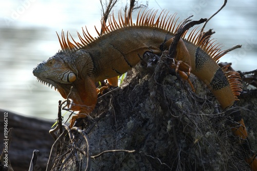 a iguana in te forest
