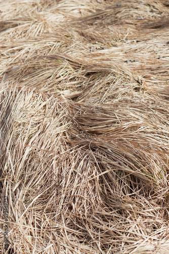 dry grass texture as a nature background