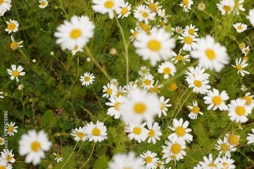 Chamomile flowers blooming in green field