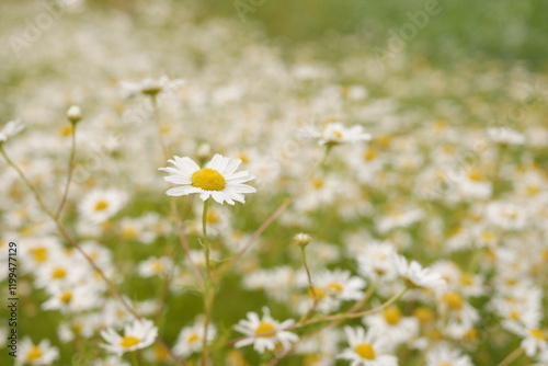 Blooming daisies creating a beautiful meadow landscape in spring