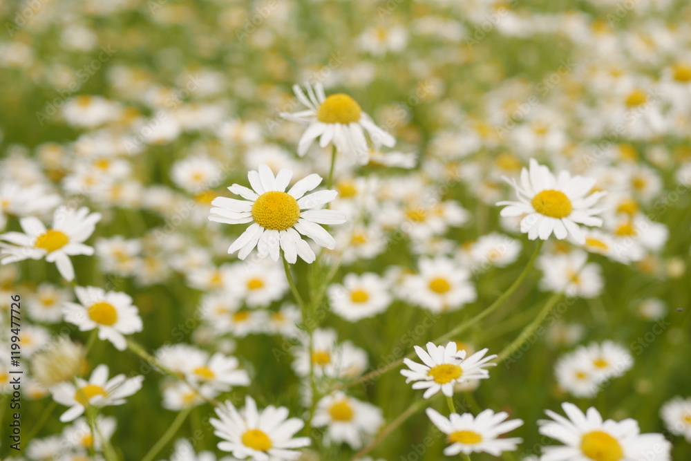 Chamomile flowers blooming in a meadow during summer day Chamomile flowers blooming in a meadow during summer day