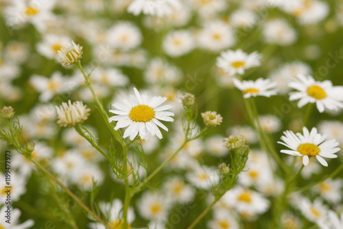 Chamomile flowers blooming in a meadow during summer day