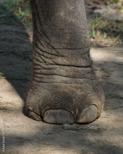 detail of elephant foot