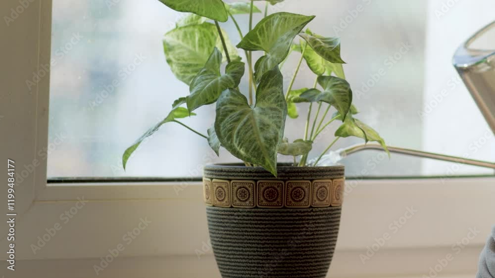 Watering a potted green flower on the windowsill, syngonium