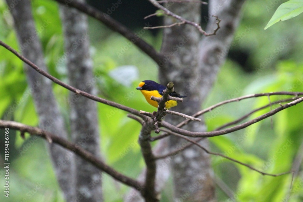 ave gaturamo verdadeiro - Euphonia violacea ave gaturamo verdadeiro - Euphonia violacea