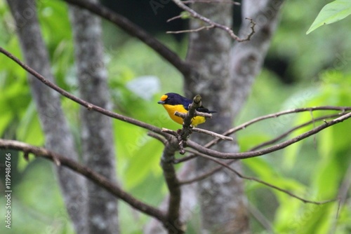 ave gaturamo verdadeiro - Euphonia violacea photo